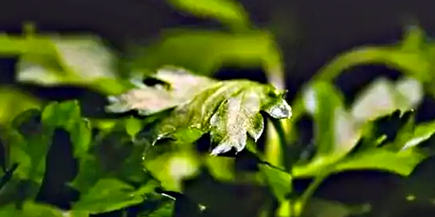 Vücudu yeniden başlatan tuş: Harekete geçiren tek besin... Bakın ne oldu!