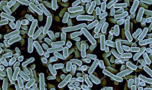 Vücudumuzda 90 trilyon mikrop var