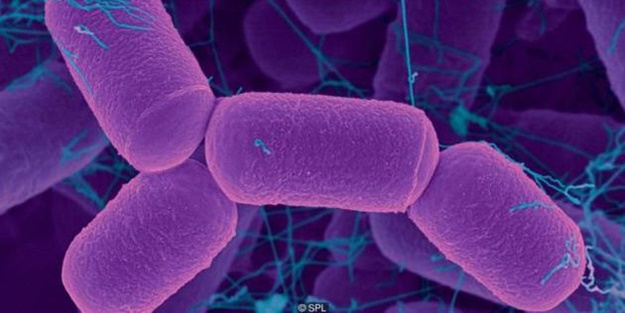 Vücudumuzda kaç kilo mikrop var?