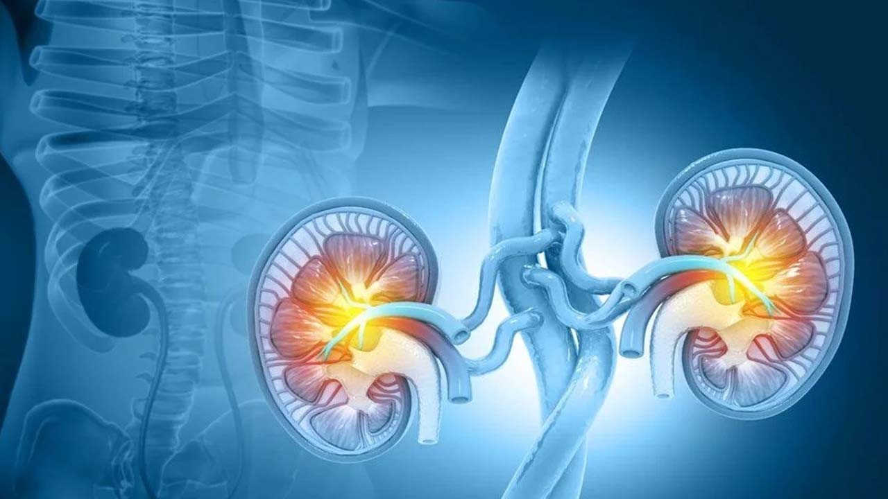 Vücudun gizli hafızası onlarmış! Kimse bilmiyor: Beyin gibi anı depoluyorlar!