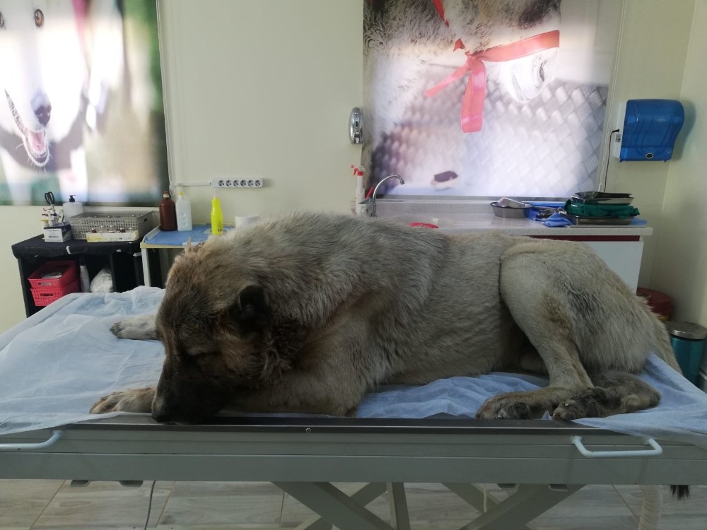 Vücuduna 150 saçma isabet eden köpek, yaşama tutunmaya çalışıyor 