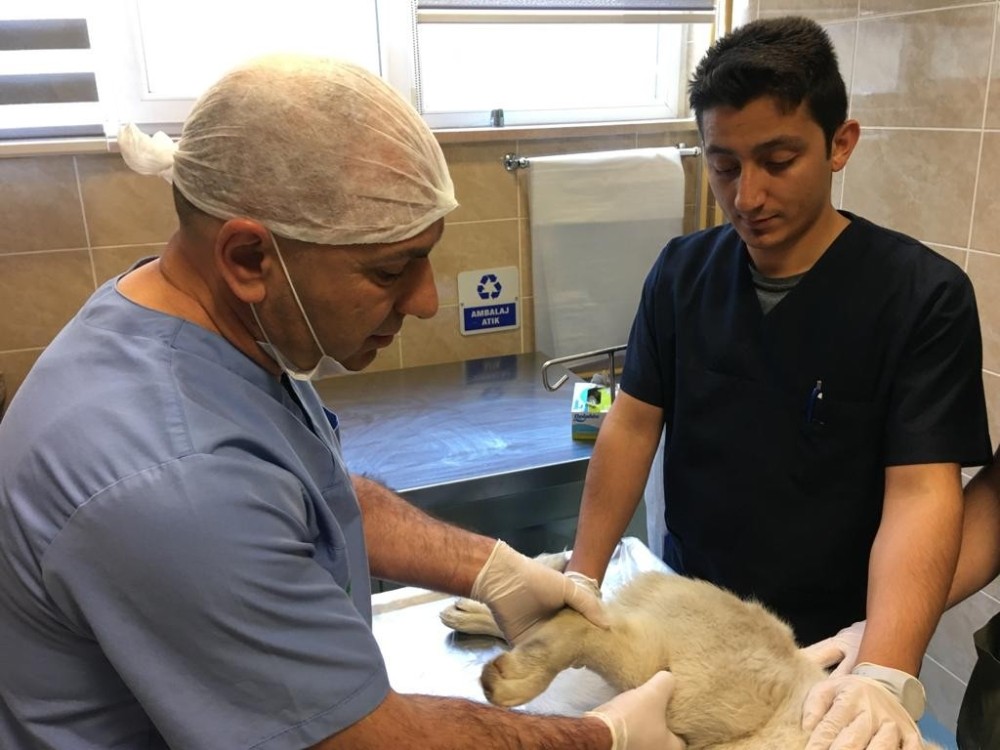 Vücuduna saçma isabet eden köpek kurtarılamadı 