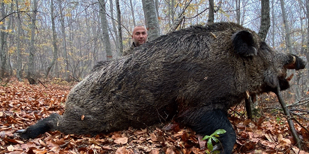 Vurulan yaban domuzu şok etti! Tam 459 kilo…