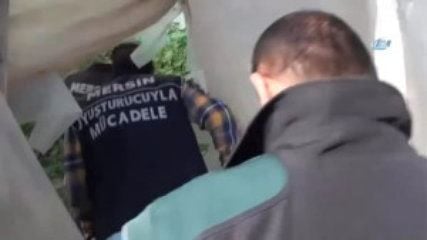 Evin damında kenevir serası
