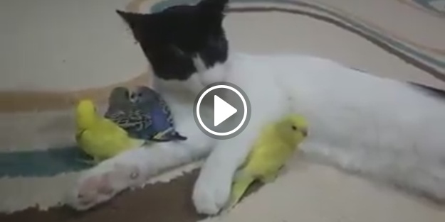 Ya aşırı merhametli ya da karnı tok!