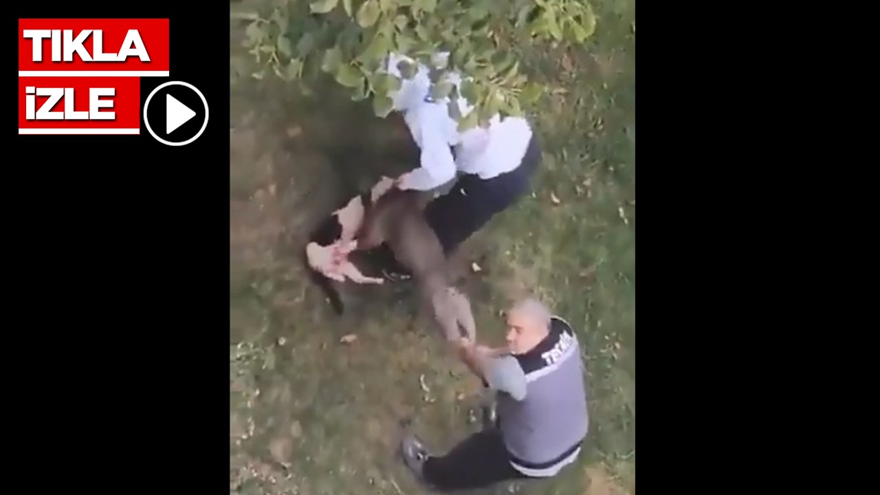 Ya o saldırdığı bir çocuk olsaydı! Pitbull cinsi köpek kediyi parçaladı