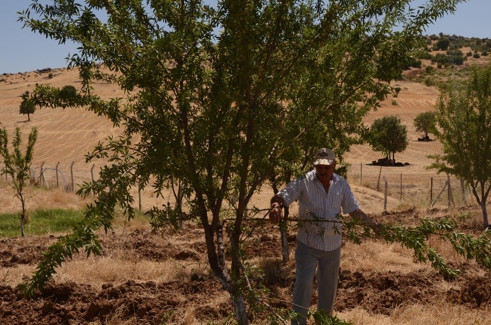 Yaban domuzları badem ağaçlarına dadandı 