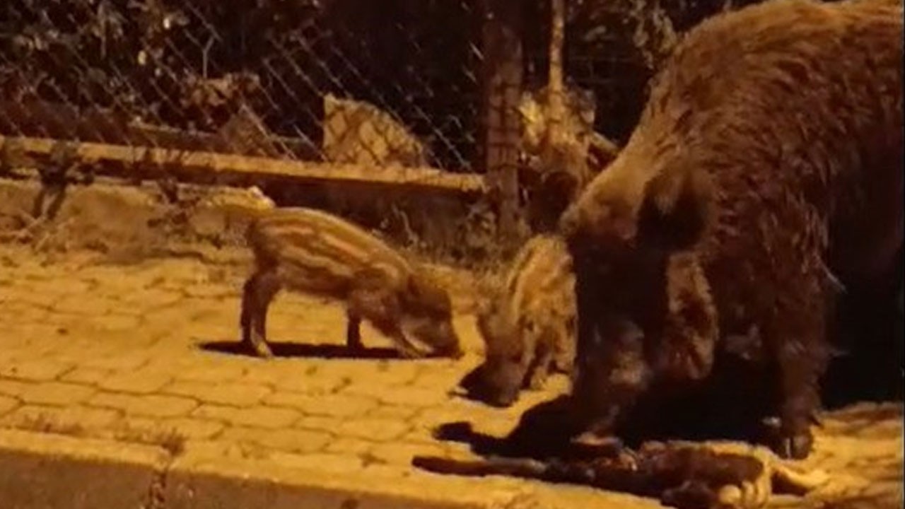 Yaban domuzları kediye saldırdı