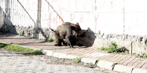 Yaban domuzu şehre indii, ortalık karıştı