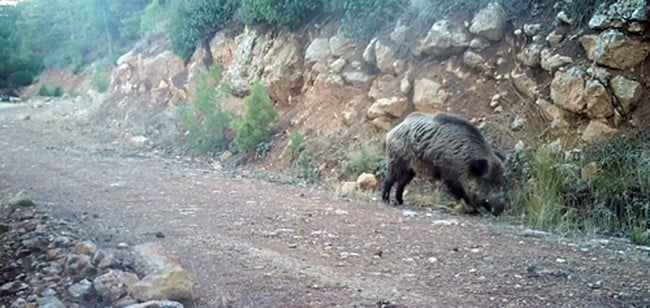 Yaban hayatı 1 yıl boyunca kayıt altına alındı 