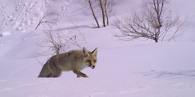 Yaban hayatı fotokapanla görüntülendi