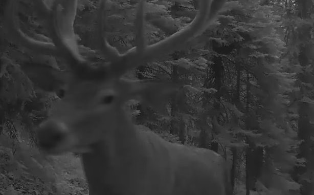 Yaban hayatı kameralara yansıdı