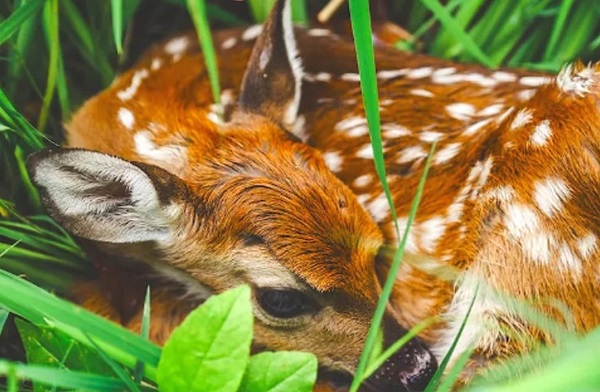 Yaban hayatına dokunma, annesinden ayırm
