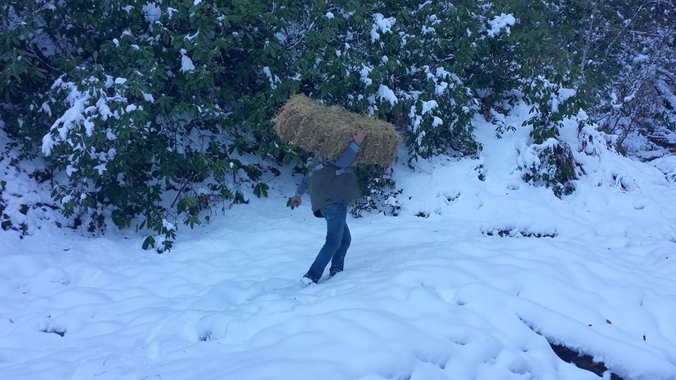 Yaban hayvanları 2 ton yem ve yonca bırakıldı 