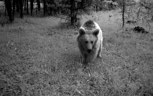 Yaban hayvanları doğal ortamlarında 242 noktadan takip edildi