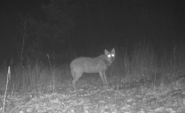 Yaban hayvanları fotokapana takıldı