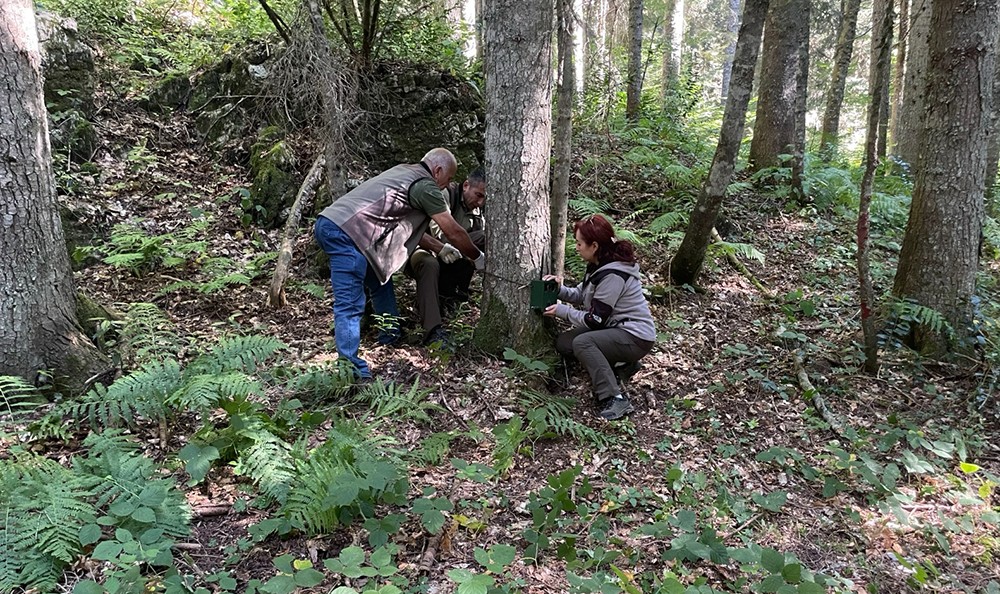 Yaban hayvanları fotokapana takıldı! İşte o görüntüler