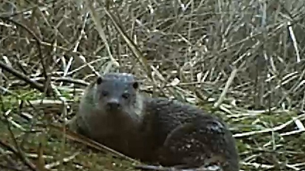 Yaban hayvanları fotokapana yakalandı