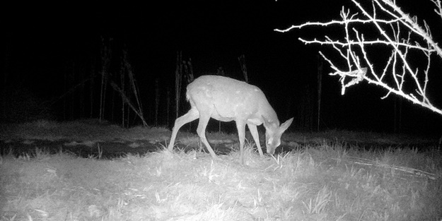 Yaban hayvanları fotokapanla görüntülendi