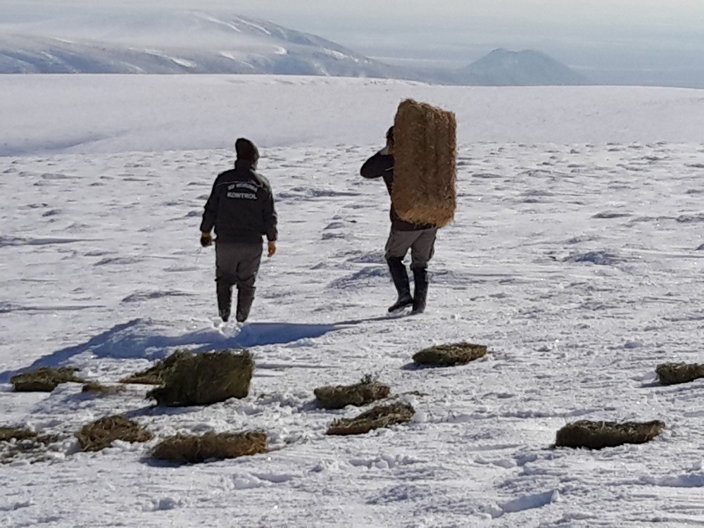 Yaban hayvanları için doğaya 1 ton kuru yonca bırakıldı 