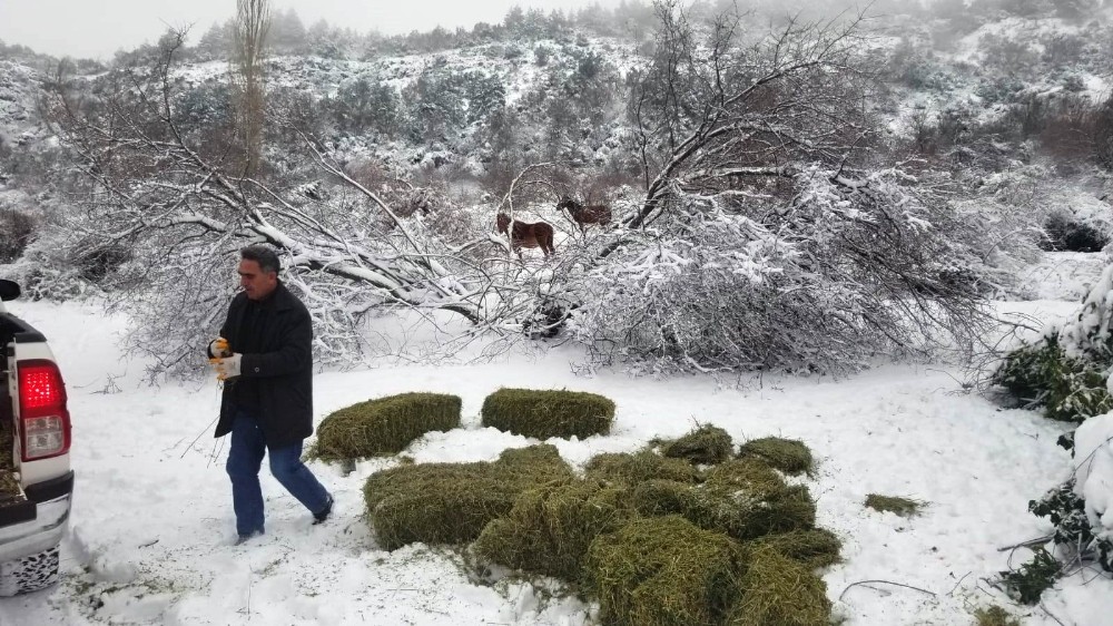 Yaban hayvanları için doğaya yem bırakıldı 