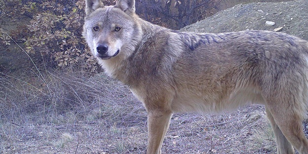Yaban hayvanları fotokapanlara böyle yakalandı!