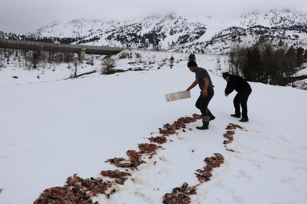 Yaban hayvanlarına balık 