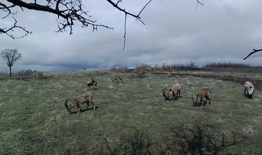 Yaban keçileri, foto kapanla görüntülendi 