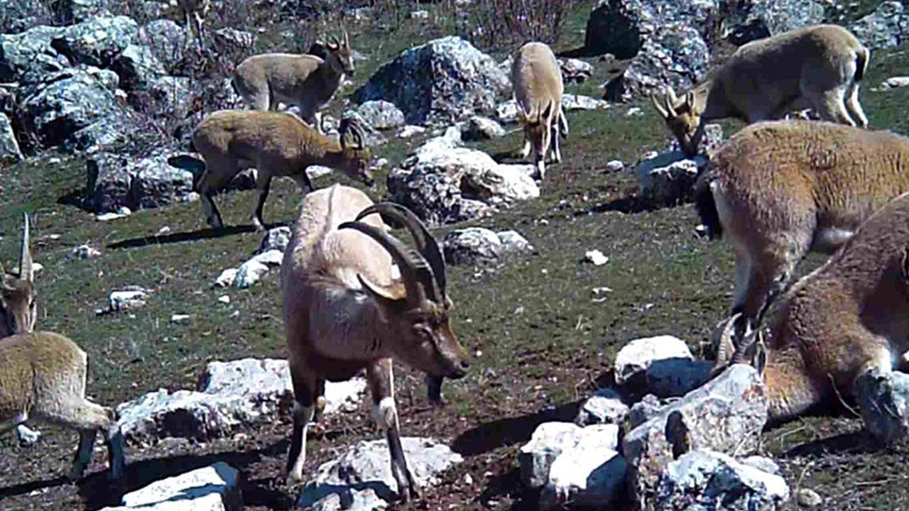 Yaban keçileri fotokapana böyle takıldı