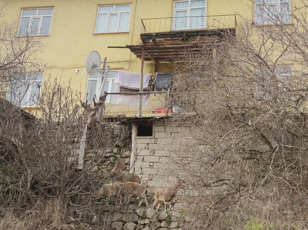 Yaban keçileri ilçenin müdavimi oldu 