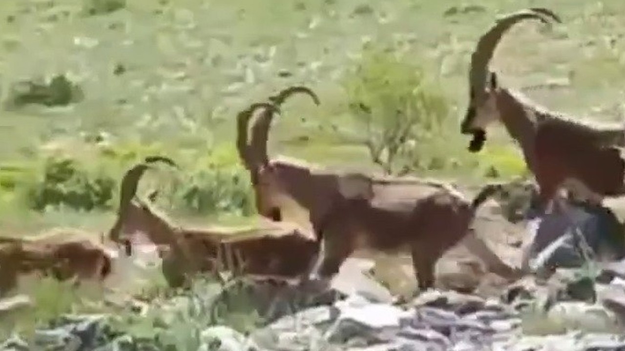 Yaban keçileri kameraya böyle poz verdi