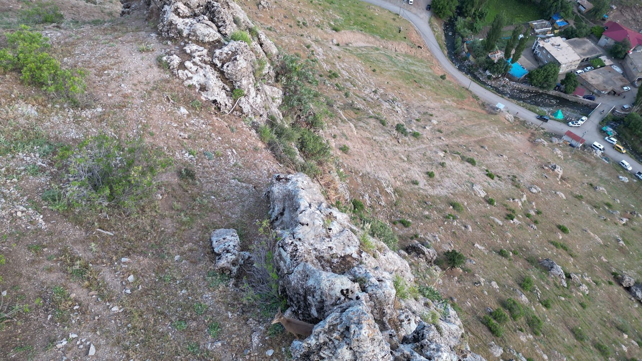 Yaban keçileri köye indi, sürünün içine daldı!