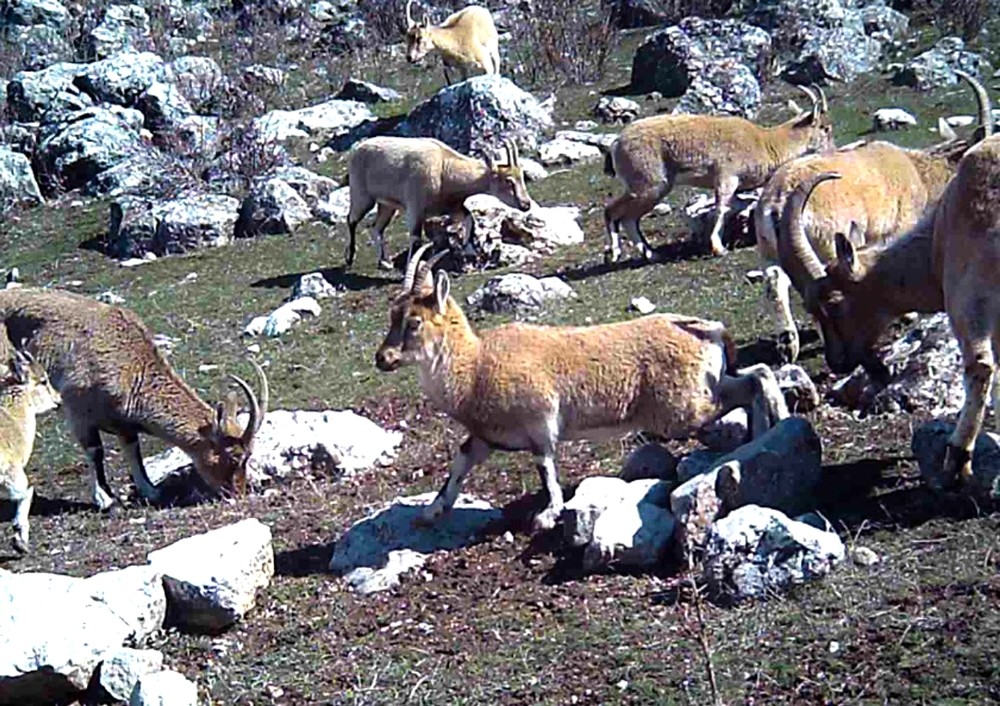 Yaban keçileri yerleşim yerlerine alıştı 
