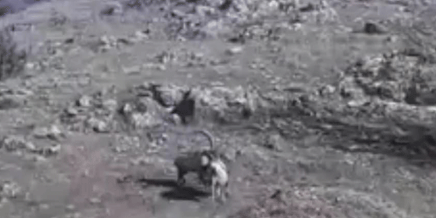 Yaban keçilerinin hakimiyet kavgası