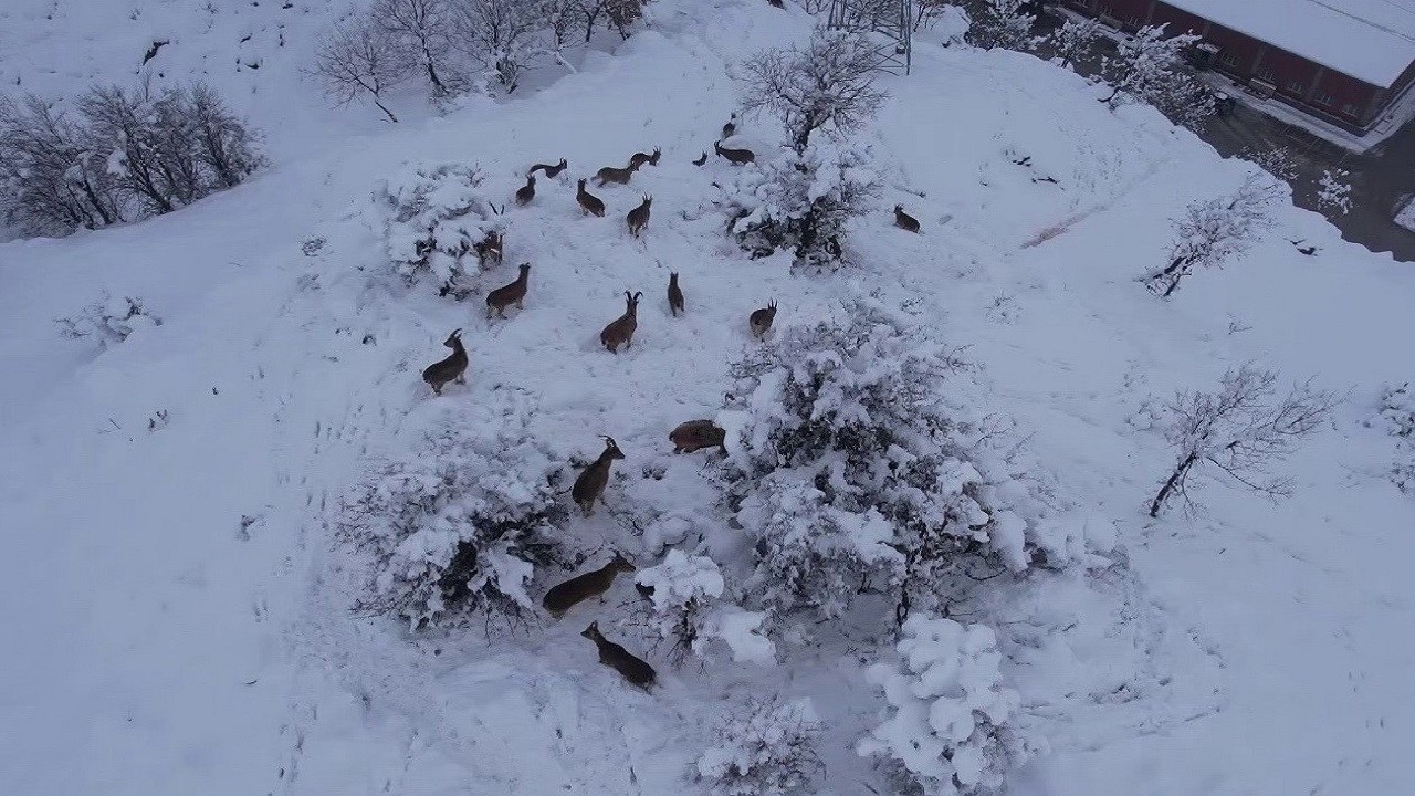 Yaban keçilerinin hayatta kalma mücadelesi!