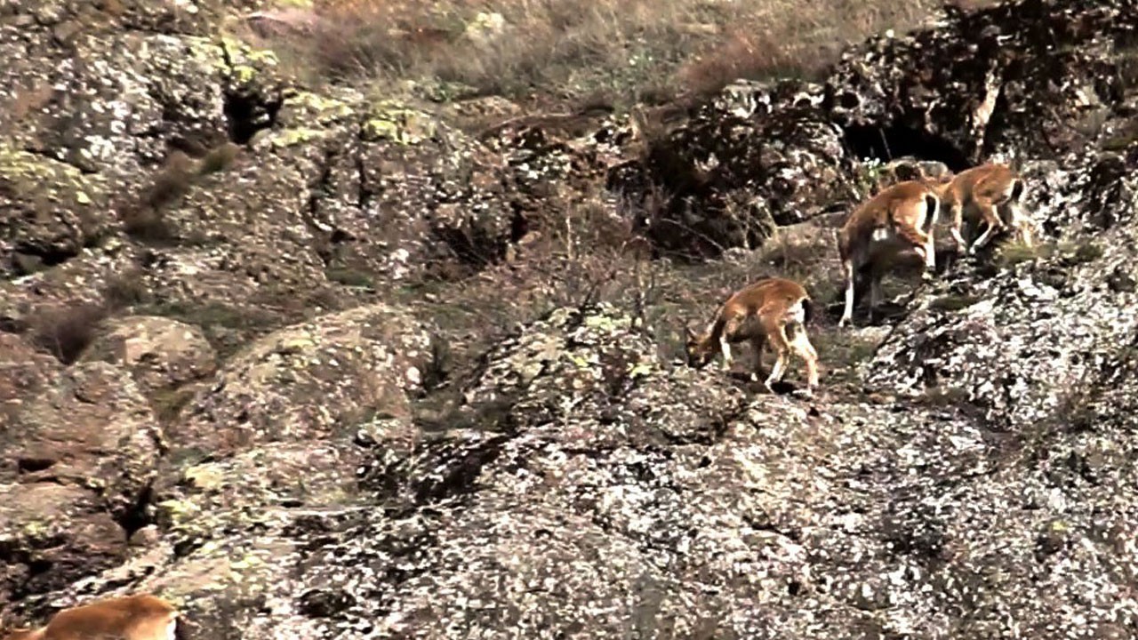 Yaban keçilerinin ustaca tırmanışı kamerada