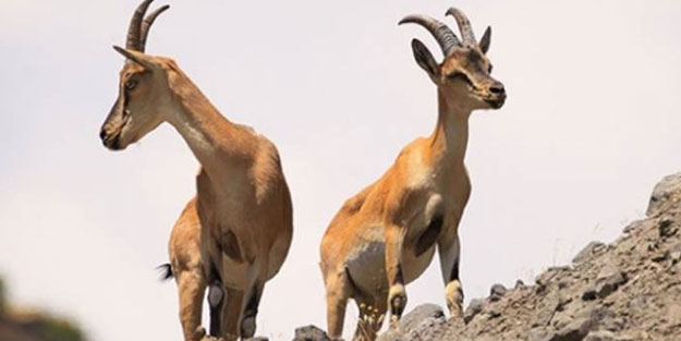 Yaban keçisi avladı ama bedeli ağır oldu