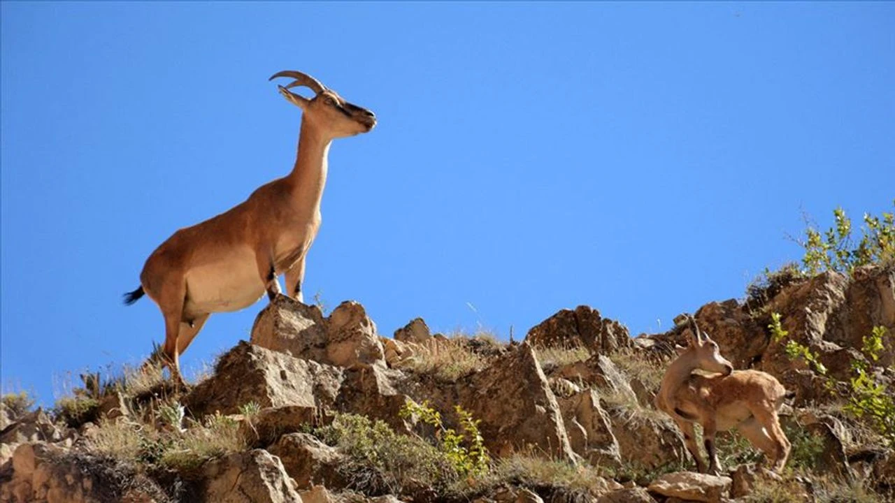 Yaban keçisi avlayan kişiye rekor ceza!