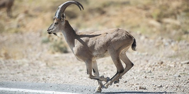 Yaban keçisi avlayanlara rekor ceza!