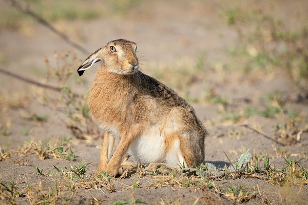 Yaban tavşanı objektiflere poz verdi
