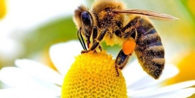 Yaban ve eşek arıları üst üste sokarsa ciddi durumlar olabilir