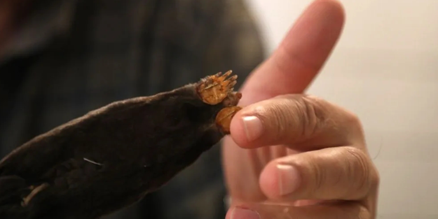 Yabancı bilim adamları keşfetti! Türkiye'nin o bölgesinde hızla yayılıyorlar