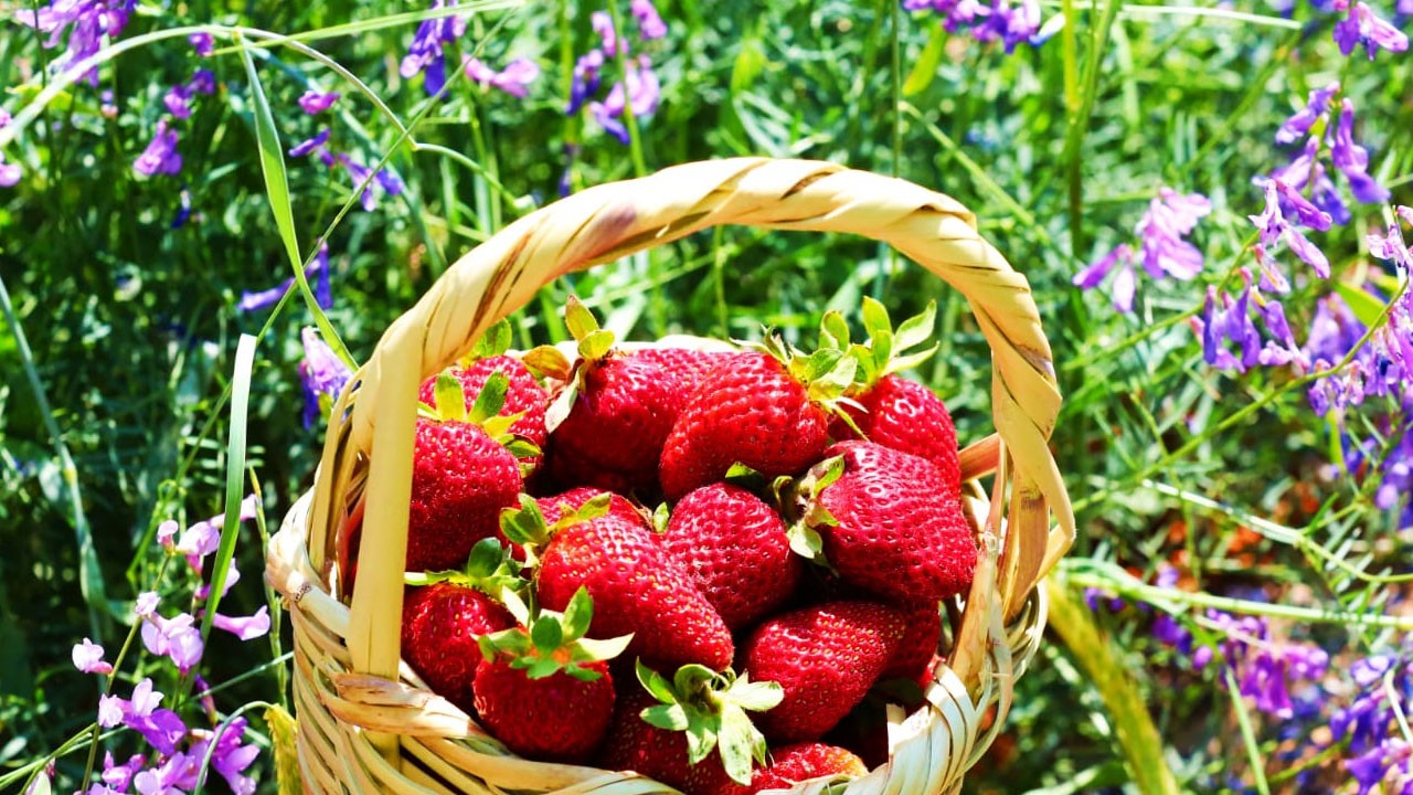Yabancı turist akınına uğradı: ilgi odağı Alanyurt çileği özellikleri neler?