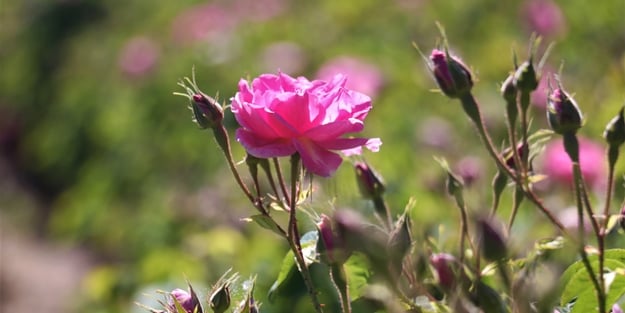 Yabancı turistlerin yeni gözdesi: Isparta gül bahçeleri