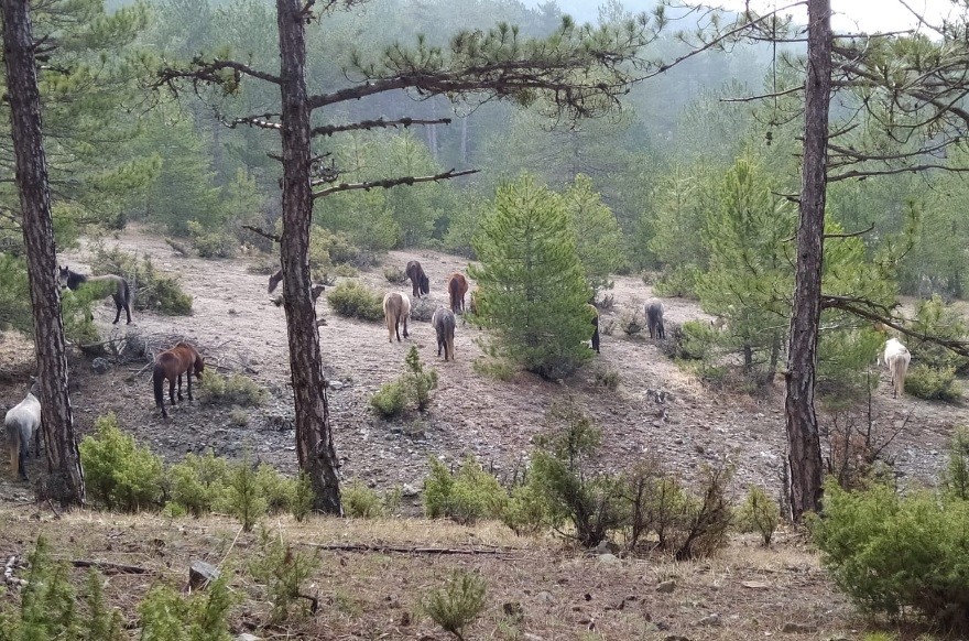 Yabani atlar, orman işçileri tarafından görüntülendi 