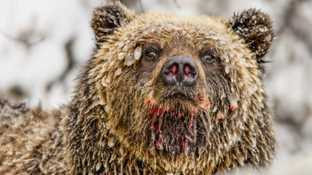 Yabani hayatın en iyileri! - FOTO