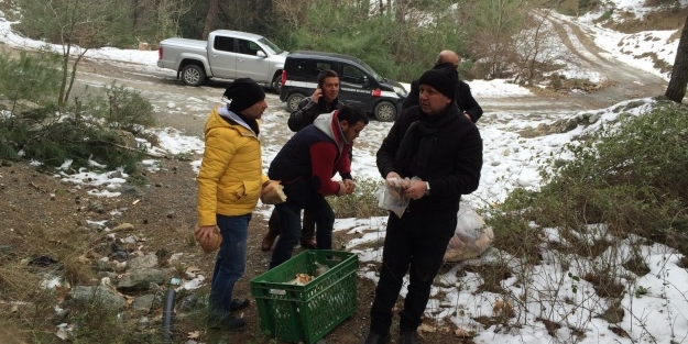 Yabani hayvanlara yiyecek takviyesi