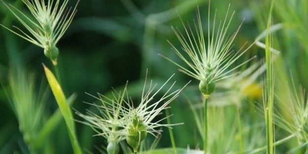 Yabani ot tüketimine dikkat edin!