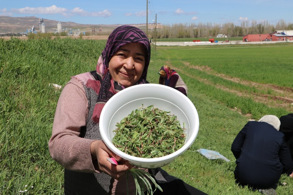 Yabani otların arasından tek tek topluyorlar 