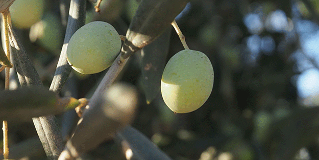 Yağan rahmet zeytin üreticisini sevindirdi